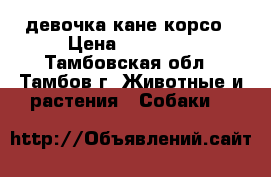 девочка кане корсо › Цена ­ 15 000 - Тамбовская обл., Тамбов г. Животные и растения » Собаки   